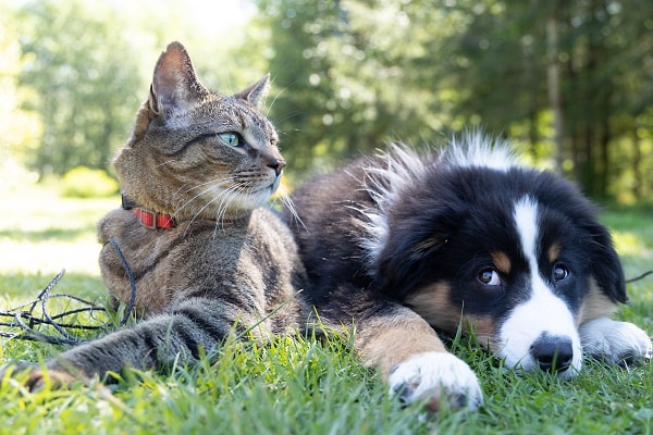 Son yıllarda yapılan deneyler, köpeklerin aslında epizodik hafıza denilen bir tür geçmiş anı hatırlama yeteneğine sahip olduğunu gösterdi.