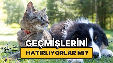 Kediler ve Köpekler Tıpkı İnsanlar Gibi Geçmişlerini Hatırlıyor mu?