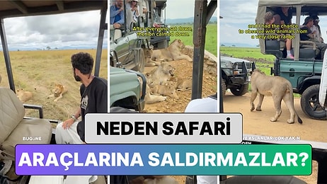 Vahşi Hayvanlar Safari Araçlarına Neden Saldırmaz? Bir Gezgin Deneyimlerini Anlatarak Cevapladı