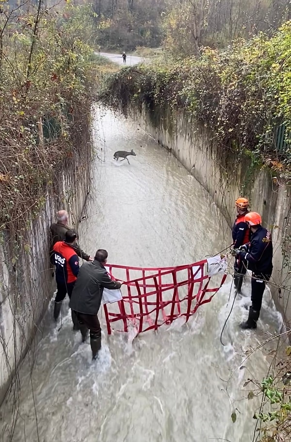 2 metre yükseklikteki duvarlar sebebiyle düştüğü su kanalından çıkamayan karacayı gören Bartınlılar, AFAD ekiplerini arayarak durumu bildirdi.