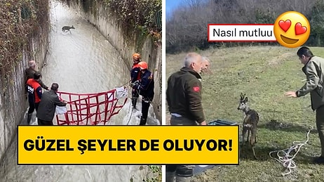 Bartın’da Su Kanalına Düşen Yavru Karaca AFAD Ekipleri Sayesinde Kurtarıldı