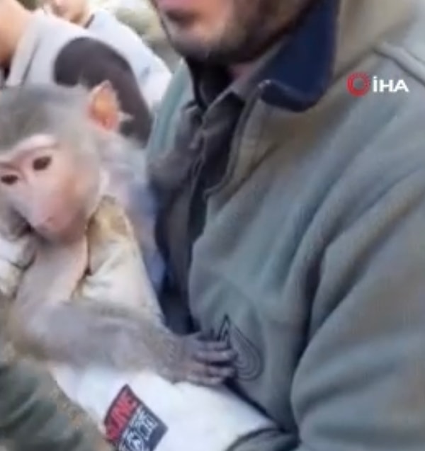 Doğa Koruma ve Milli Parklar Elazığ Şube Müdürlüğü ekiplerine olayı bildiren vatandaş onların gelmesini beklerken maymuna sevgi göstererek ilgilendi.