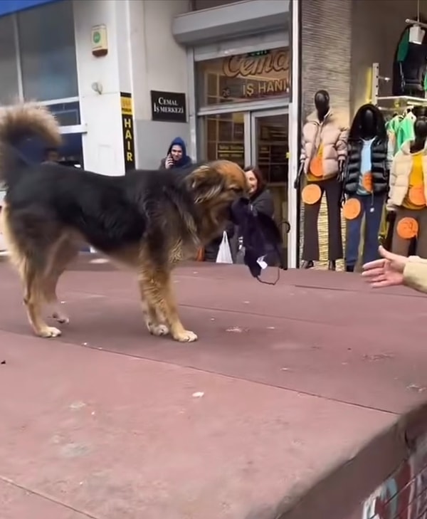 Tatlı köpek iç çamaşırı mağazasından çaldığı sütyeni kimseye vermemekte kararlıydı.