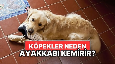 Köpekler Neden Başka Oyuncakları Yokmuşçasına Ayakkabılarla Oynar?