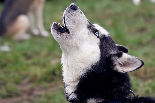 Husky’ler 10.000 yıl boyunca insanlarla iç içe yaşamış, son derece sosyal ve çalışkan köpeklerdir.