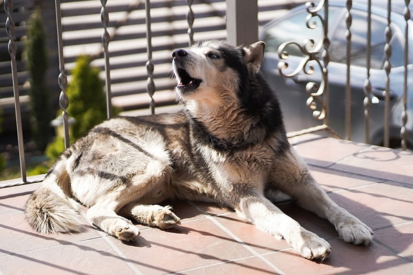 Husky sahipleri "köpeğim çığlık atıyor" dediğinde şaka yapmıyor!