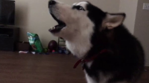 Husky’lerin çıkardıkları sesler sadece çığlık ve uluma ile sınırlı değildir.