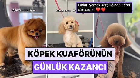 Bir Köpek Kuaförü Tıraş Ettiği Köpekleri Tek Tek Göstererek Günlük Kazancını Paylaştı