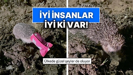 Kafası Ambalaja Giren Kirpi Çaresizce Gezerken Bir Hayvansever Yardımına Yetişti