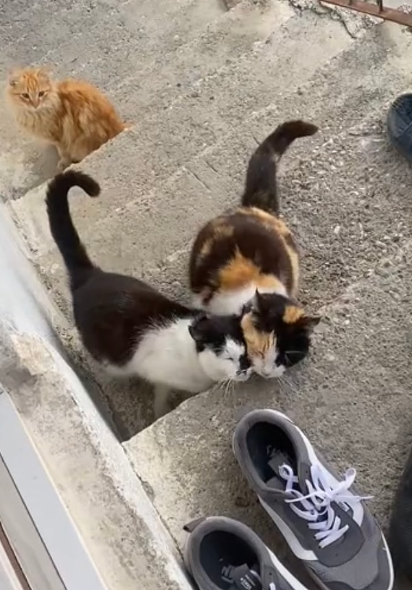 Cinsleri calico ve smokin olarak geçen bu iki kedi adeta yapışık ikiz gibi.