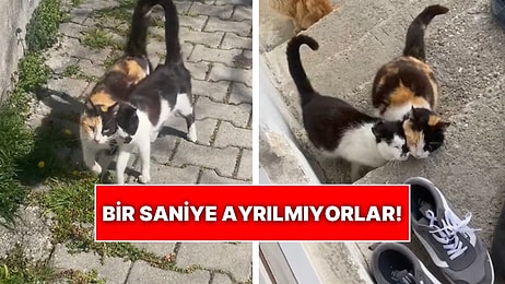 Bir Saniye Olsun Ayrı Gezmeyen Kediler O Anlarıyla Tebessüm Ettirdi