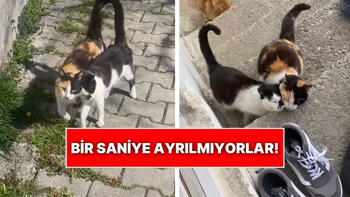 Bir Saniye Olsun Ayrı Gezmeyen Kediler O Anlarıyla Tebessüm Ettirdi