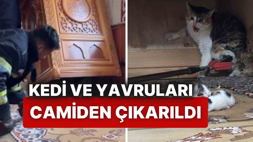 Camide Yavrulayan Kedi, İtfaiyenin Müdahalesiyle Dışarı Çıkarıldı: Görüntüler Sosyal Medyada Tepki Topladı