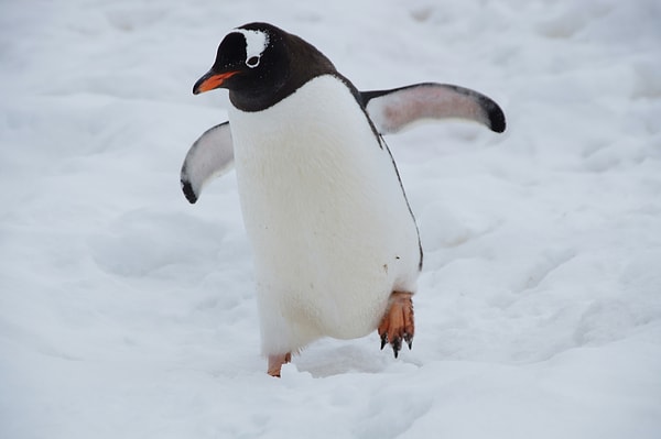 1. Penguins are the only birds in Antarctica