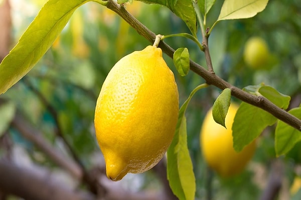 "Hayat bize limon vermedi. Biz onları kendimiz yaptık."