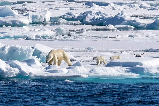 Is Living in Svalbard, the Arctic Paradise with More Polar Bears than People, Really Possible?