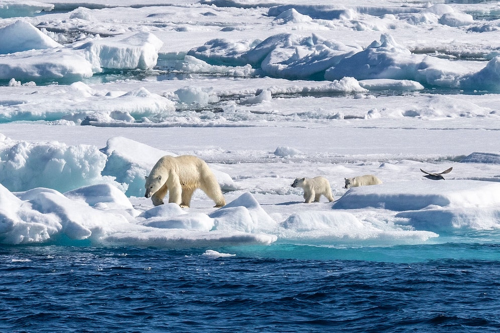 Is Living in Svalbard, the Arctic Paradise with More Polar Bears than People, Really Possible?