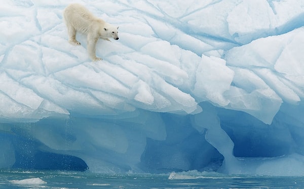 By the way, the population of polar bears here exceeds the human population!