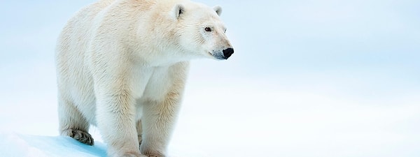 Technically, birth and death are prohibited in Svalbard!