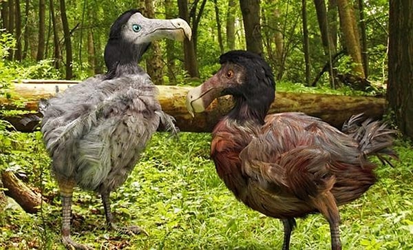 Örneğin Colossal Biosciences adlı şirket, dodo kuşunu geri getirmek için çalışmalar yürütüyor.
