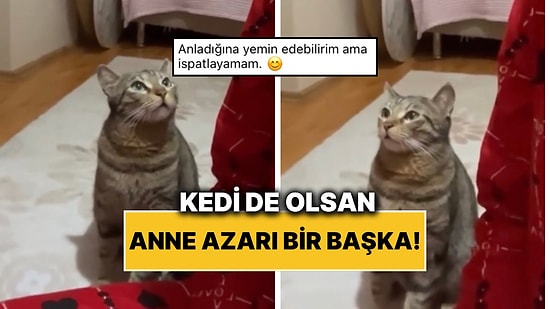 Evin Annesinden Azar Yiyen Kedinin Anlıyor Gibi Dinlediği Anlar Gülümsetti