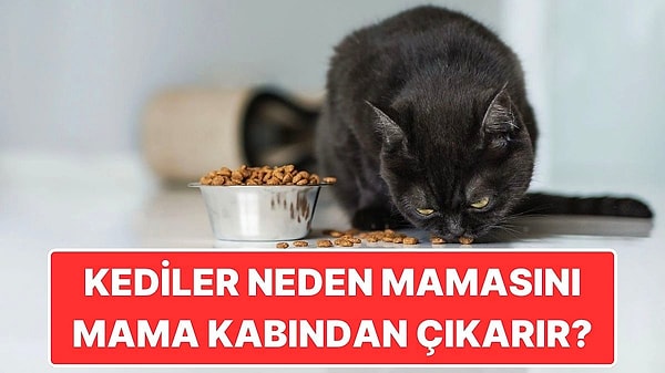 9. Kediler Neden Mamalarını Mama Kabından Çıkarıp Yer?