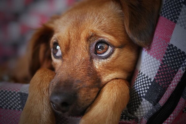 İnsanlar ve köpekler yaklaşık 30.000 yıldır birlikte yaşıyor.