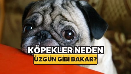 Sanki Ruhumuza Bakıyorlar: Köpekler Neden Üzgün Gibi Bakışlar Atar?