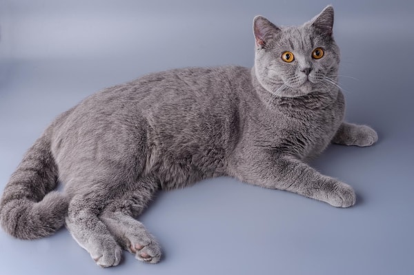 British Shorthair kedileri, kalın tüyleri ve sevimli suratlarıyla tanınır. Ancak bu kediler de genetik hastalıklara yatkındır.