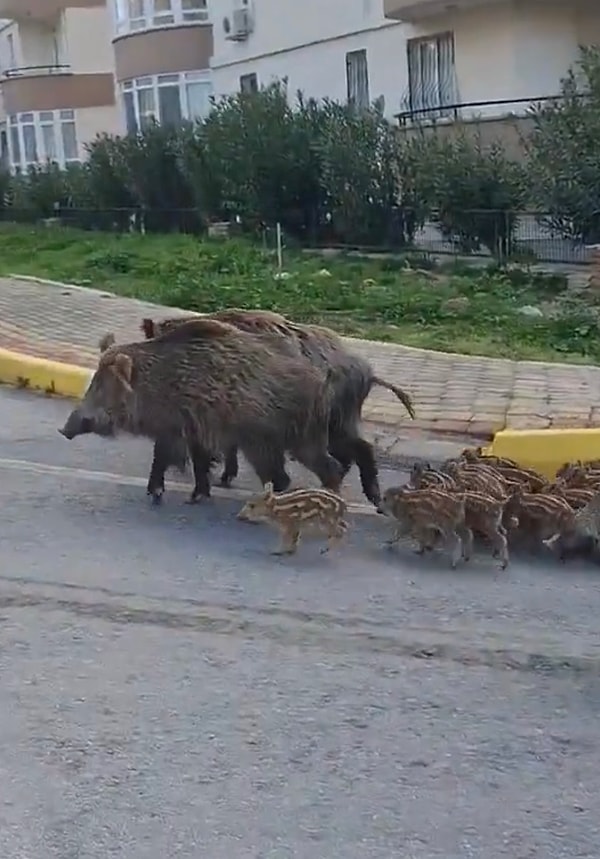 Yemek artıklarının çöplerden düşmesi ya da direkt olarak yere dökülmesi de şehir merkezlerine inmelerine sebep oluyor.