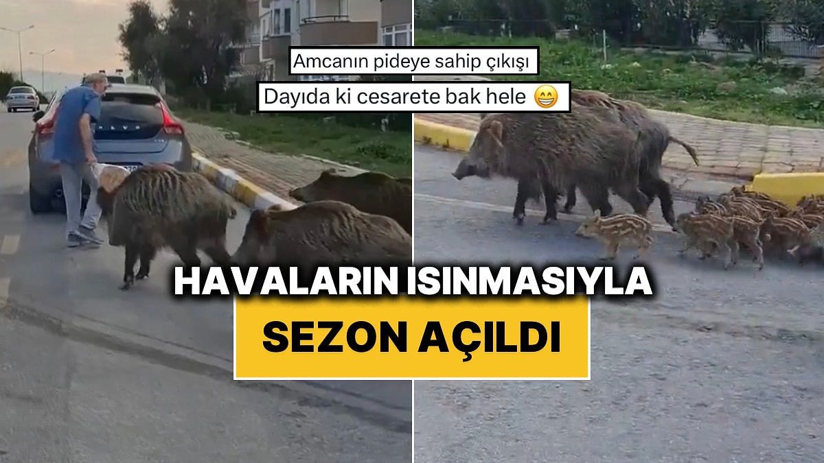 Yemek Aramak İçin Kuşadası’nda Şehir Merkezine İnen Domuz Ailesinin Görüntüleri