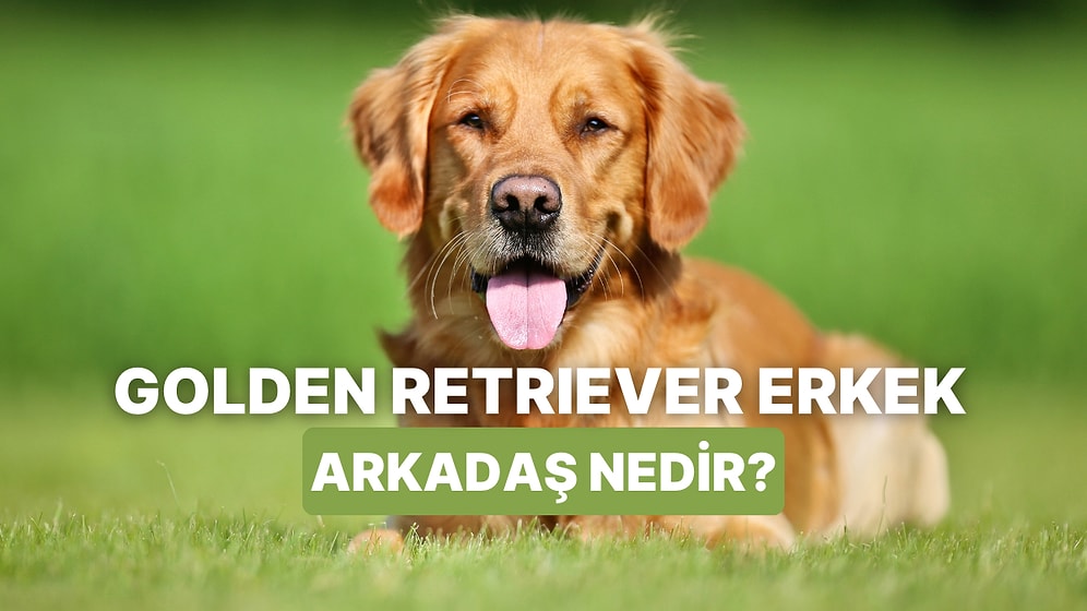 "Golden Retriever Erkek Arkadaş" Kavramı Hakkında Bilmeniz Gerekenler