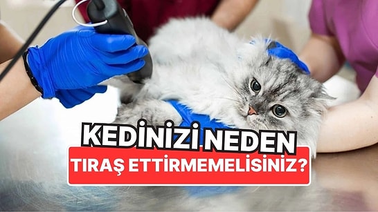 Kaş Yaparken Göz Çıkarmayın: Kedinizi Neden Asla Tıraş Etmemelisiniz?