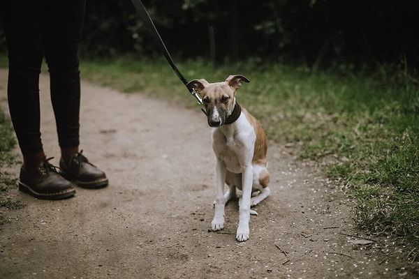 Yürüyüş sırasında aniden yere çöken köpekler bazen sadece yorgun olabilirler.