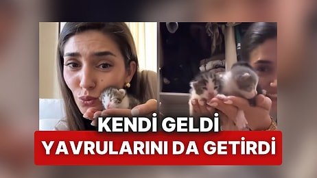 Fare Sandığı Kedi Yavrusu, Evde Tatlı Bir Sürprize Dönüştü!