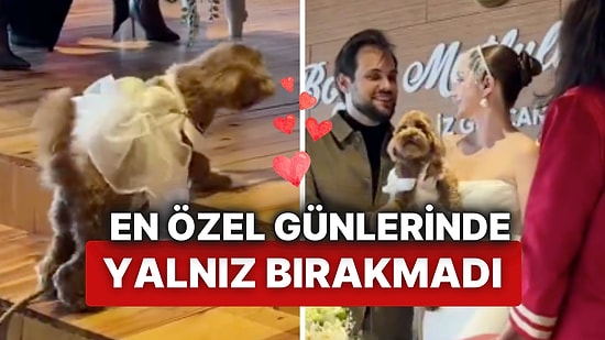 Ailesinin Mutluğunu Paylaşmak İsteyen Gelinlikli Köpek, Onlara Nikah Masasında Eşlik Etti