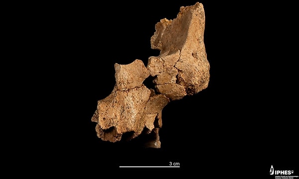 This discovery indicates that at least two different early human species lived in the region during the Early Pleistocene period.