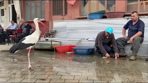 Leyleklerin göç rotasında başrol şehirlerimizden biri Bursa.