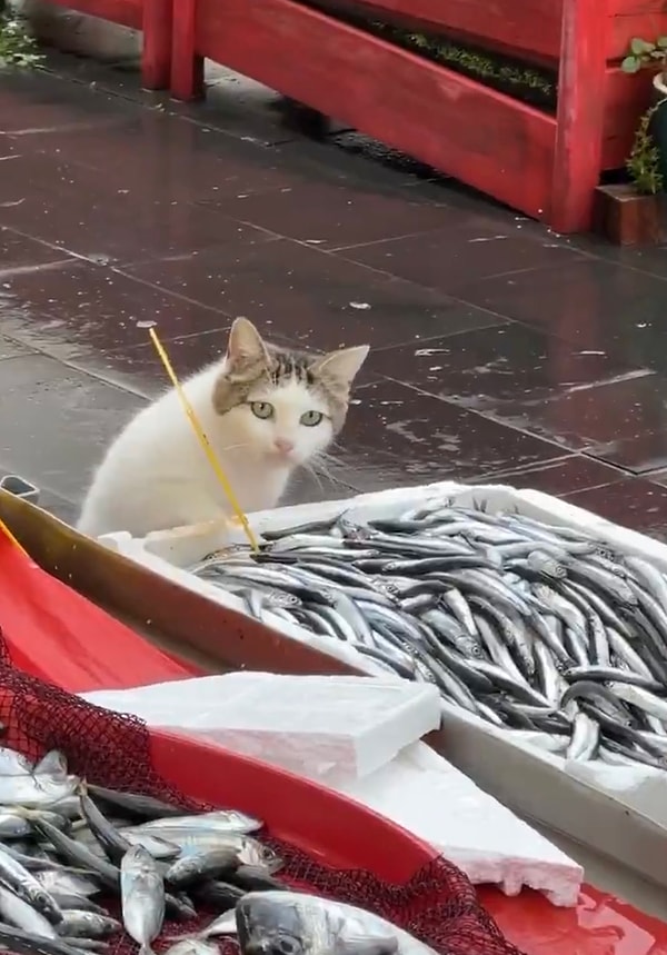 Tek tek ve kibarca yiyen tatlı dostumuz yarım kilo hamsiden sonra doymuştur diye düşünüyoruz.