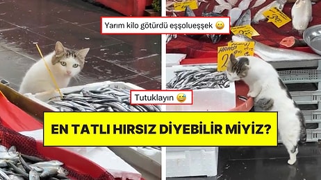 Kokuyu Alınca Dayanamayıp Yarım Kilo Balık Çalan Kedinin Tebessüm Ettiren Anları