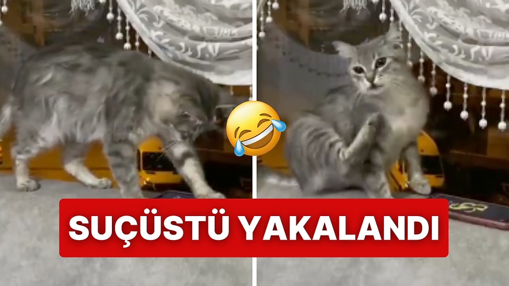 İnsan Dostları İşe Gitmesin Diye Sabahları Alarmı Kapatan Tatlı Kedi İzleyenleri Gülümsetti