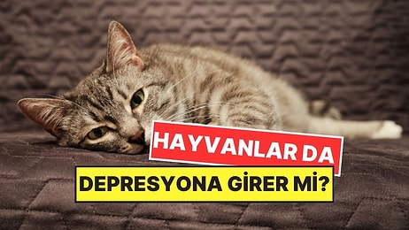 Hayvanlar da Tıpkı İnsanlar Gibi Mental Hastalıklara Sahip Olabilir mi?