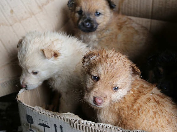 Aynı araştırma, köpeklerin 17.000 ila 24.000 yıl önce doğu ve batı olarak iki gruba ayrıldığını ortaya koydu.