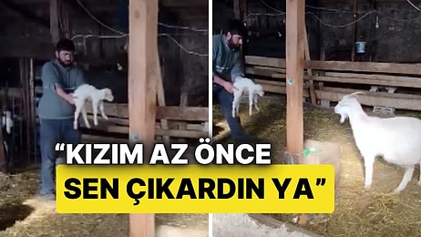 Hayvancılıkla Uğraşan Bir Vatandaşın Yavrusunu Reddeden Keçiyi İkna Etme Çabası Gülümsetti