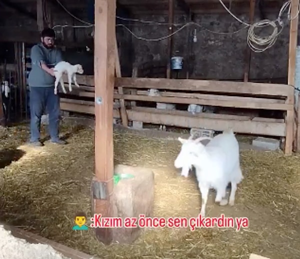 Keçiyi yavrusuna yaklaştırmaya çalışan adam, “Kızım, az önce sen çıkardın ya” diyerek hayvanı ikna etmeye çalıştı. Ancak keçi, inatla yavrusundan uzak durmaya devam etti.