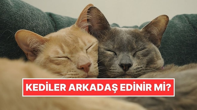 Kediler de Tıpkı İnsanlar Gibi Arkadaşlık Kurabilir mi?