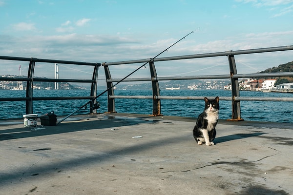 If you’re a cat lover visiting Istanbul, there are a few tips to enhance your experience.