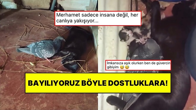 Kedi Dostunu Hamilelik Sürecinde Yalnız Bırakmayan Güvercin O Anlarıyla Kalpleri Eritti