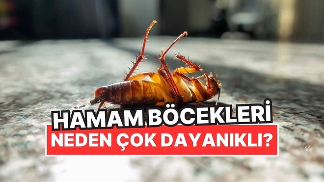 Hamam Böcekleri Neden Diğer Böcek Türlerinin Aksine Aşırı Dayanıklı?