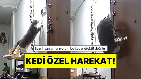 Sahibi Anahtarını Unutunca Saniyeler İçerisinde Kapıyı Açan Zeka Küpü Kedi